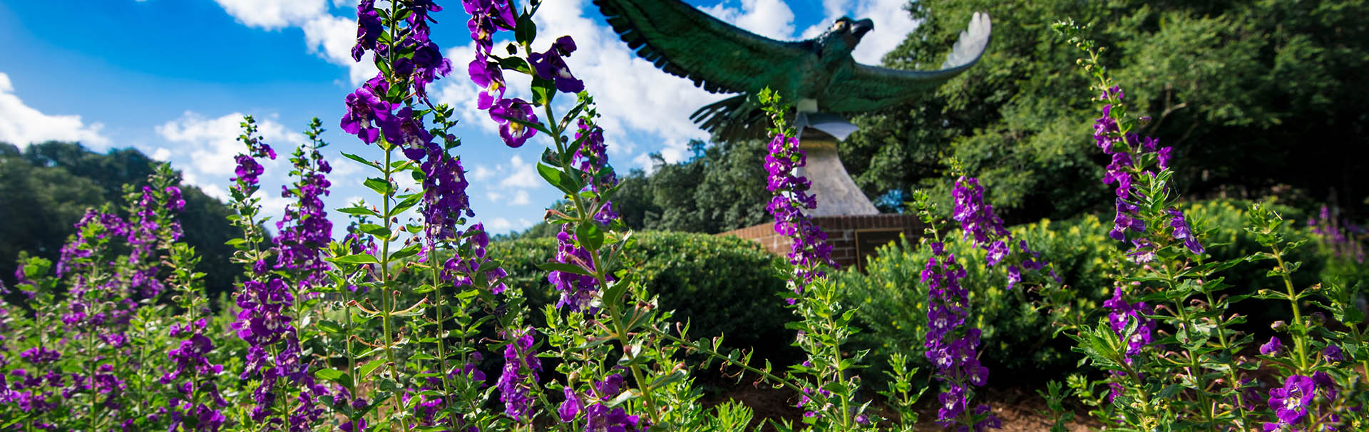 seahawk in garden