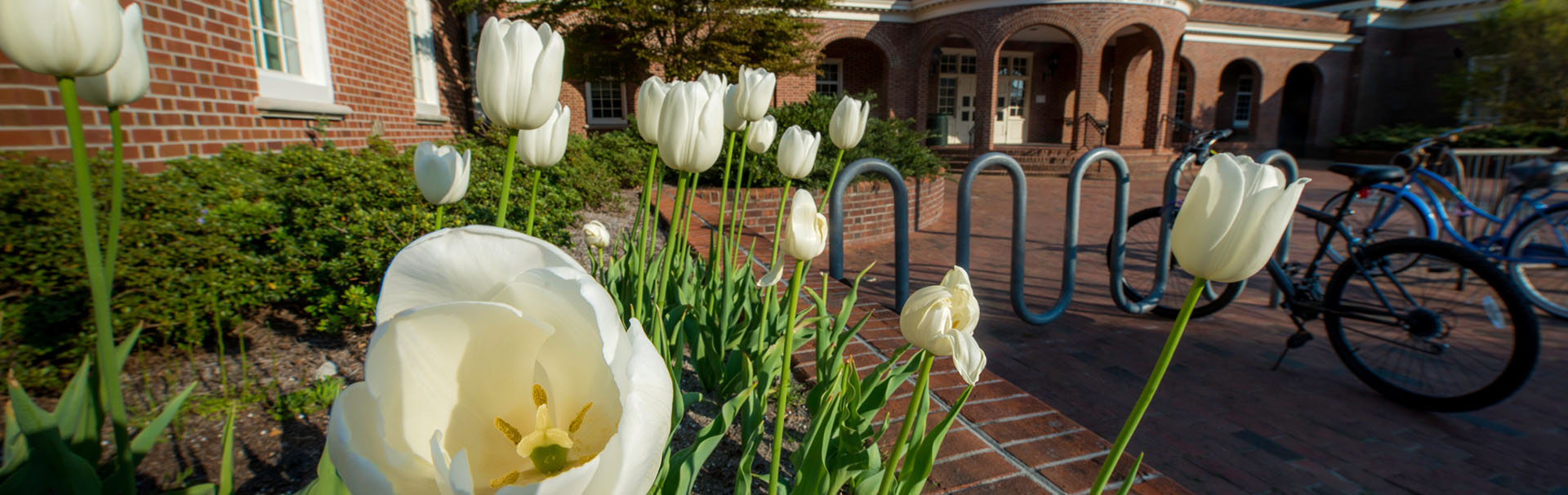 flowers on campus