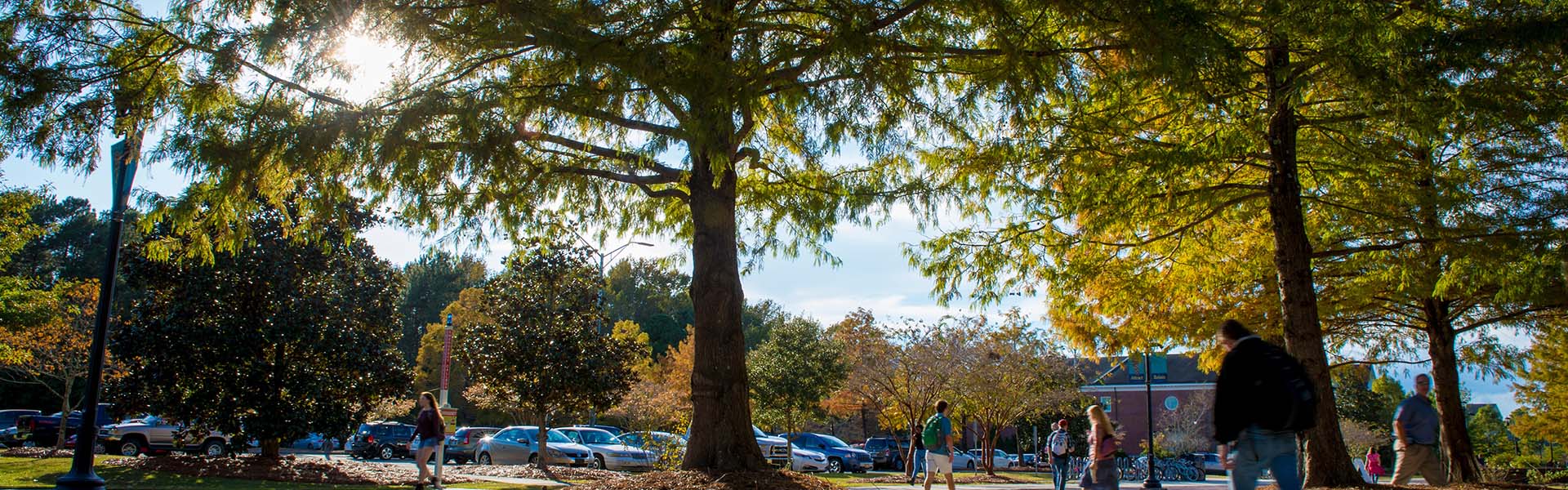 Trees on campus.