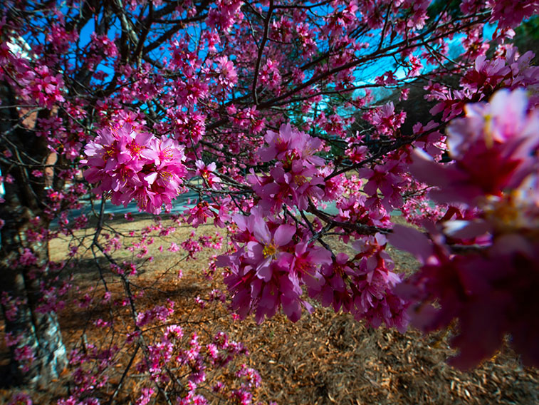 Cherry blossom tree