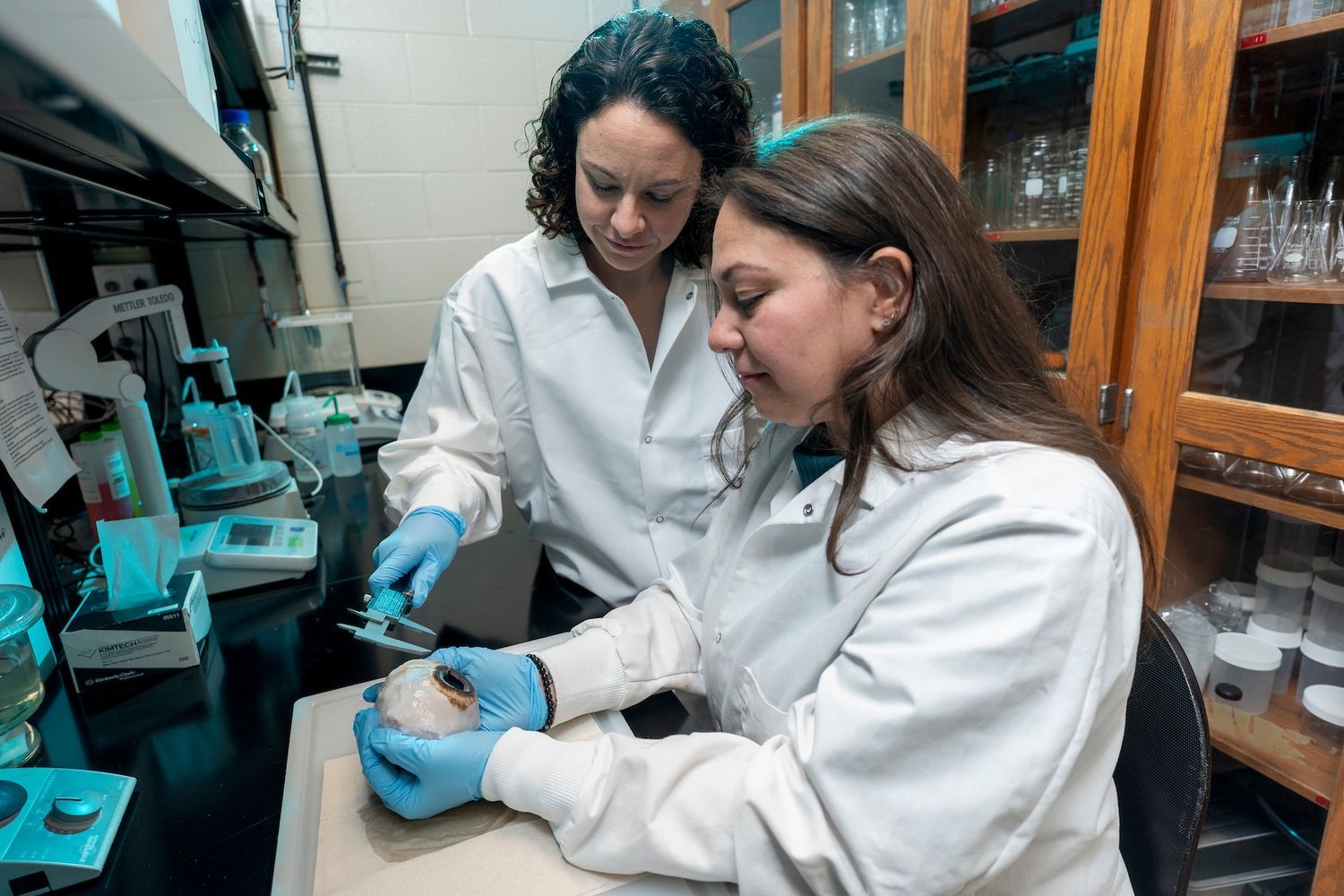 UNCW Assistant Professor of Biology and Marine Biology Lorian Schweikert and graduate student Vanessa Moreno measure the dimensions of a humpback whale eye specimen at the University of North Carolina Wilmington.