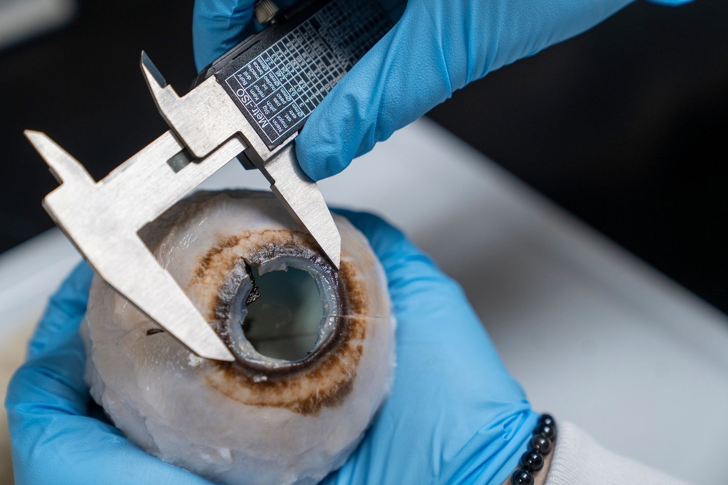 Measuring a whale's eye
