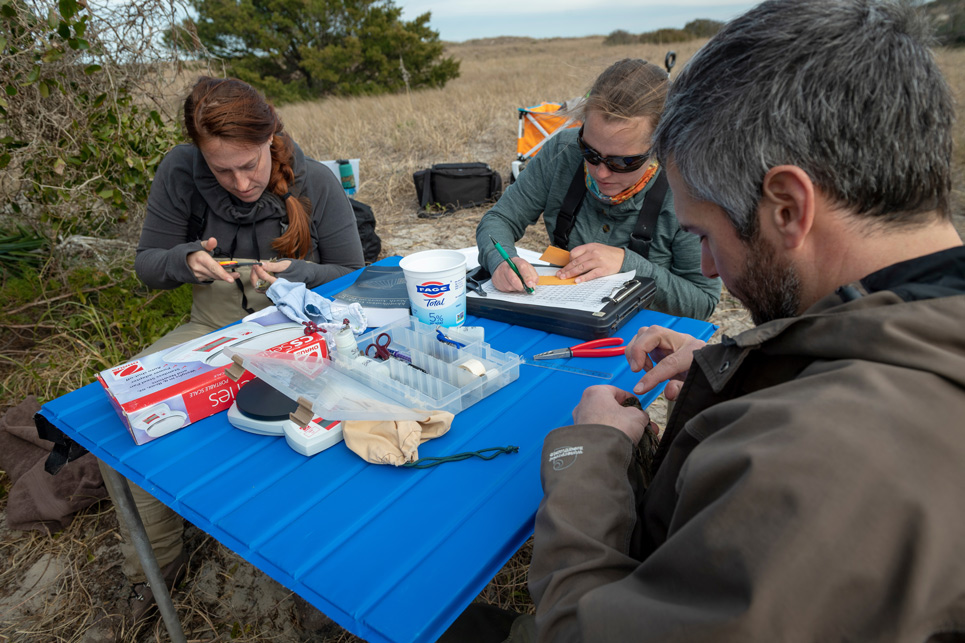 Three people work together tagging birds in the marsh