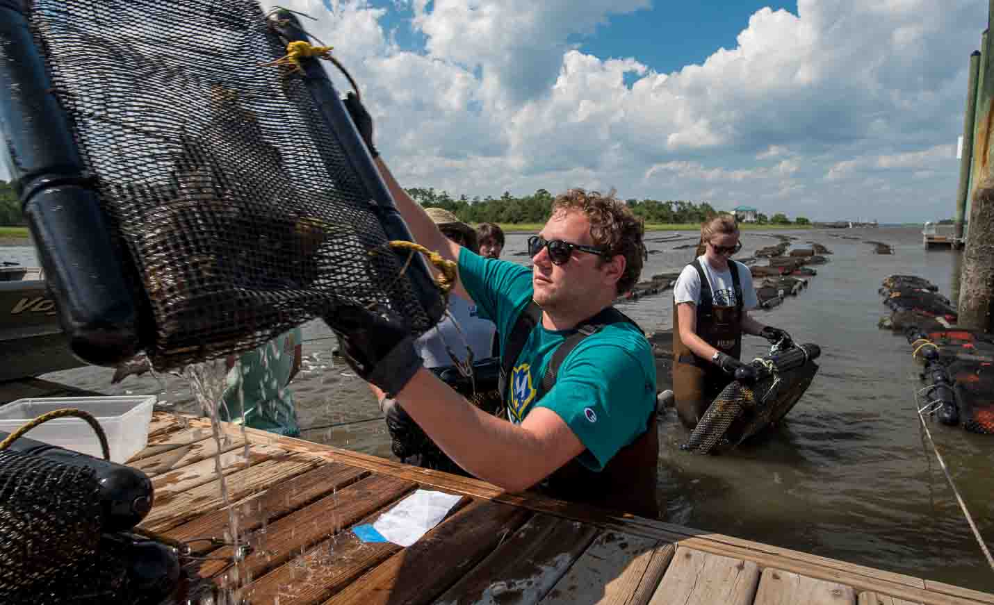 Students placing crates of oysters in the waterway to create a farm