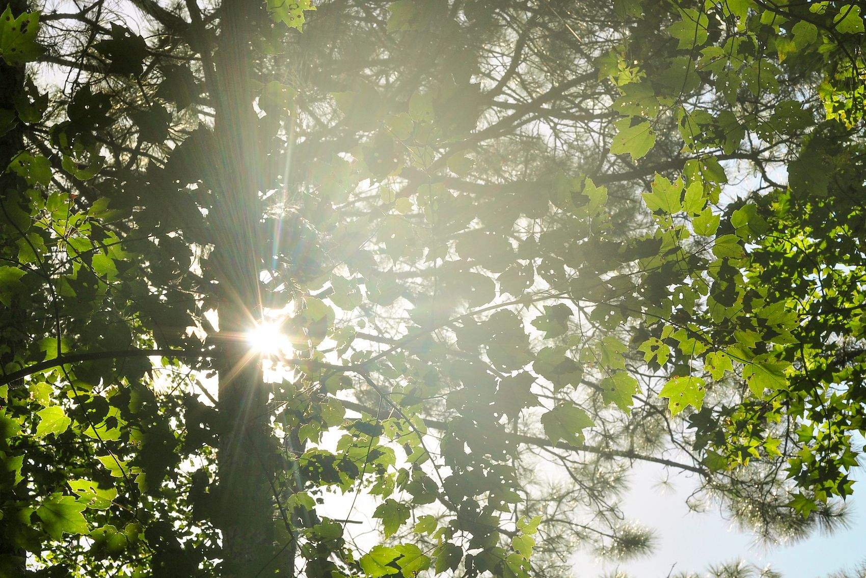 Photo of the sun shining through leaves in a tree in the UNCW Bluethenthal Wildflower Preserve.