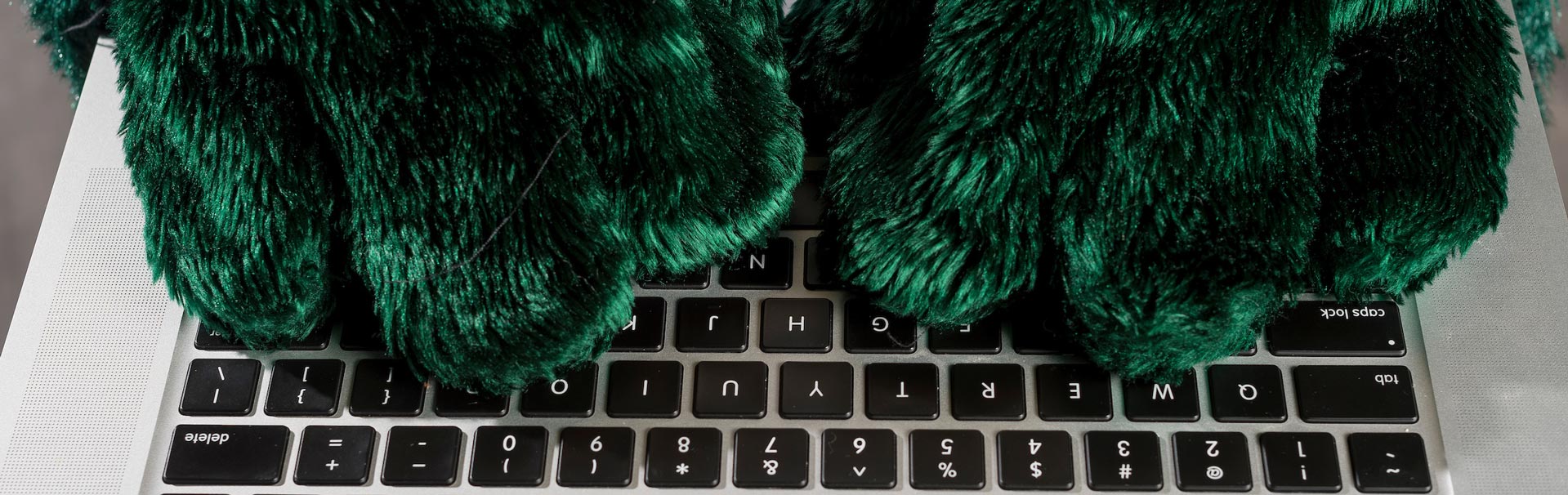 sammy seahawk's hands type on a laptop keyboard.