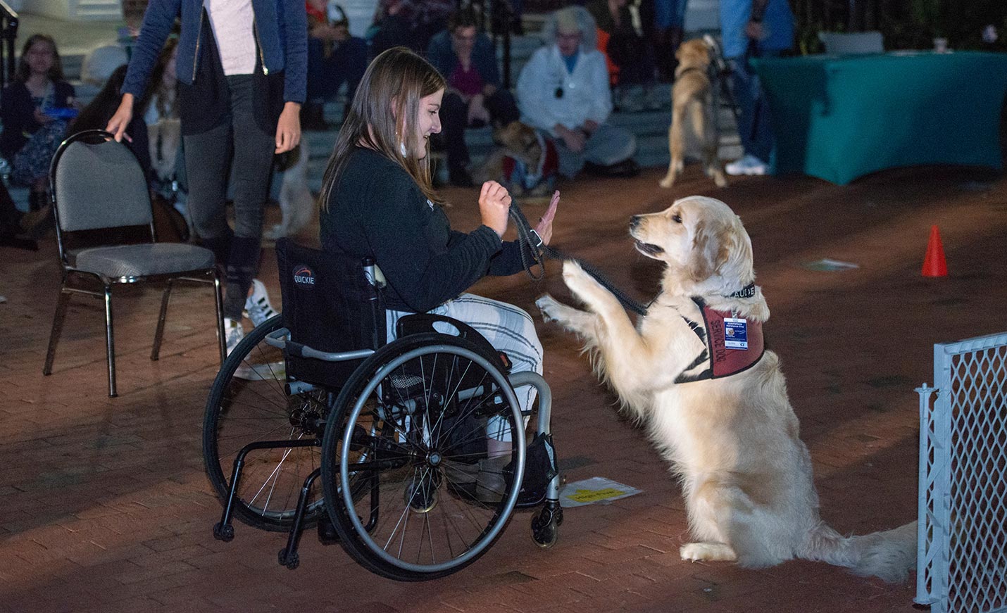 A golden retriever with a service dog vest high fives a student in a wheelchair.