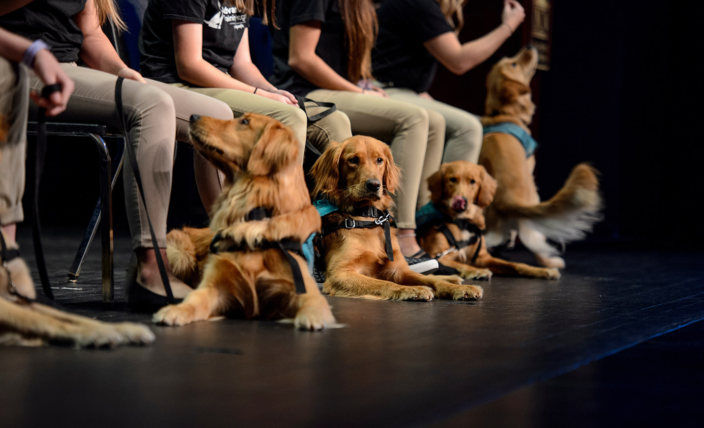 Three service dogs lay on the stage for their graduation ceremony while their handlers sit behind them.
