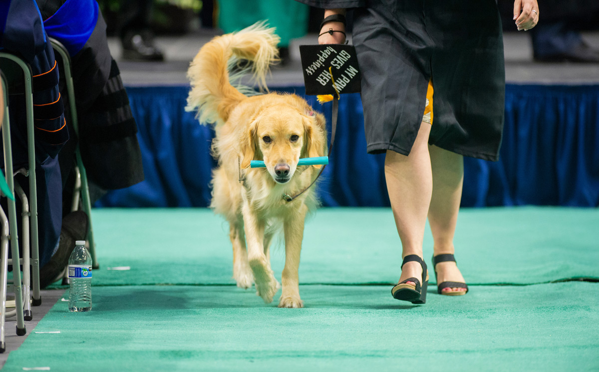 Service dog assists student at graduate by holding their temporary diploma. 