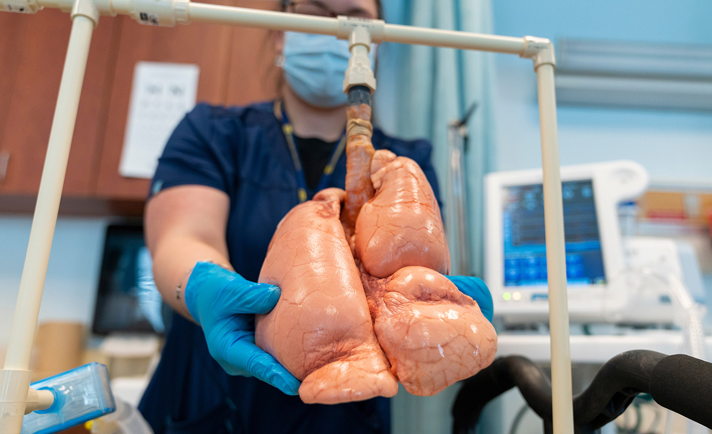 A respiratory therapy professor holds a healthy set of lungs.