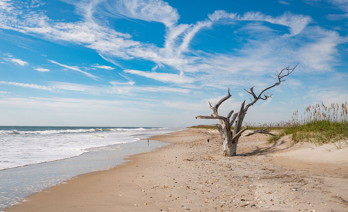 A dead tree stands on the beach at Masonboro Island