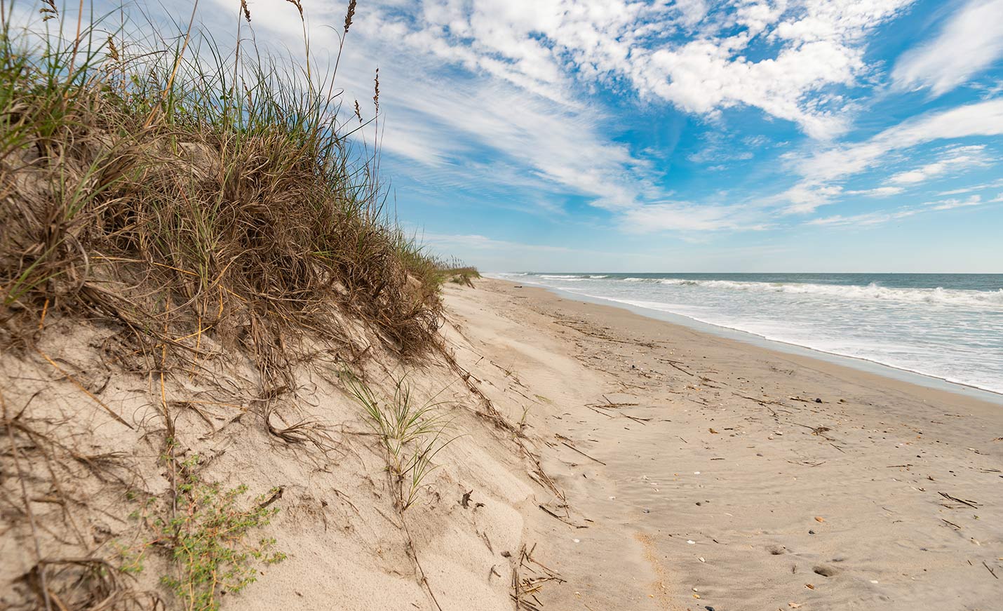Sea oats on a sandy beach