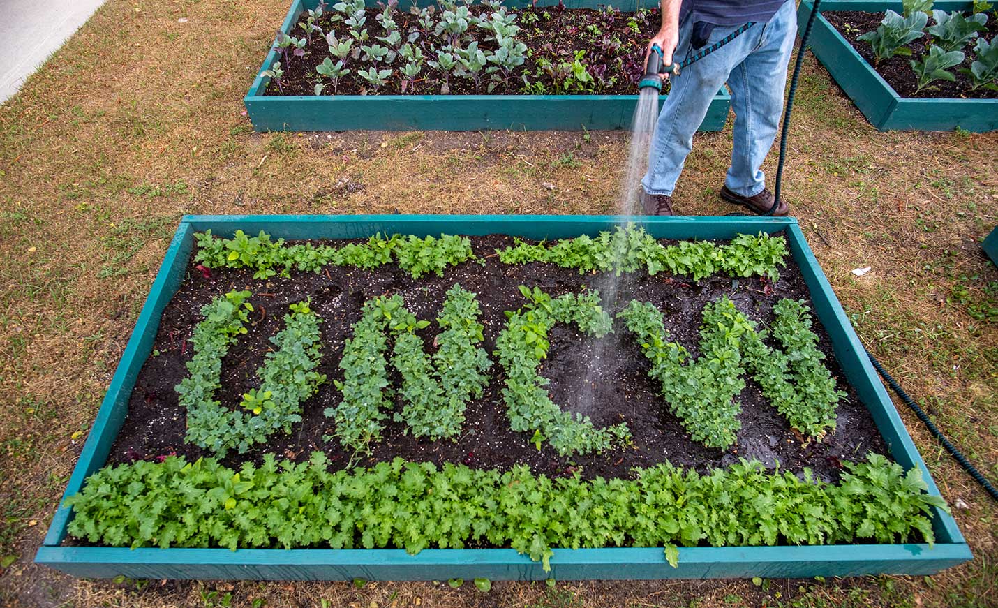 Someone watering a raised garden bed where some of the plants spell out UNCW