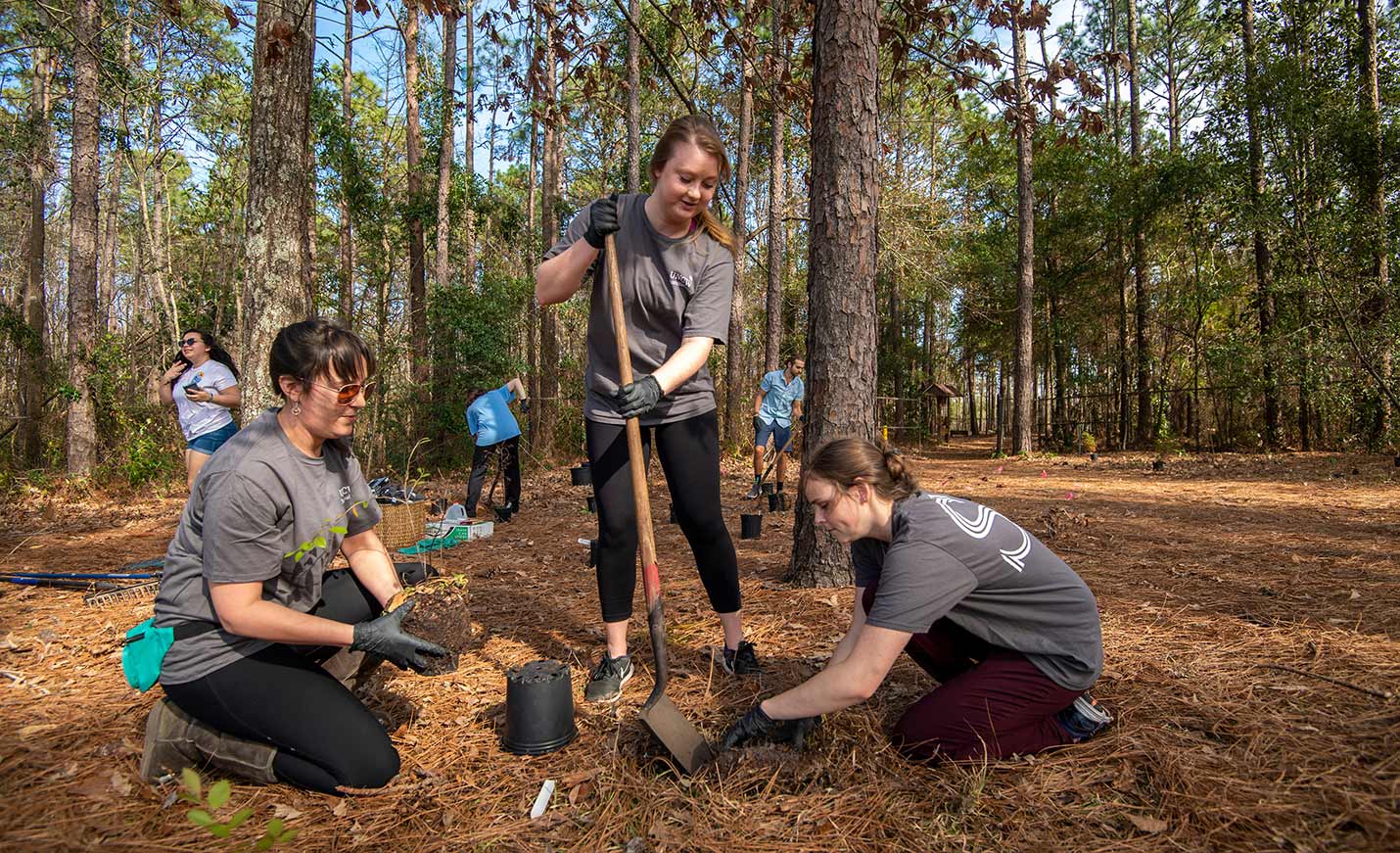 Three students, one holding a shovel, work to plant a tree