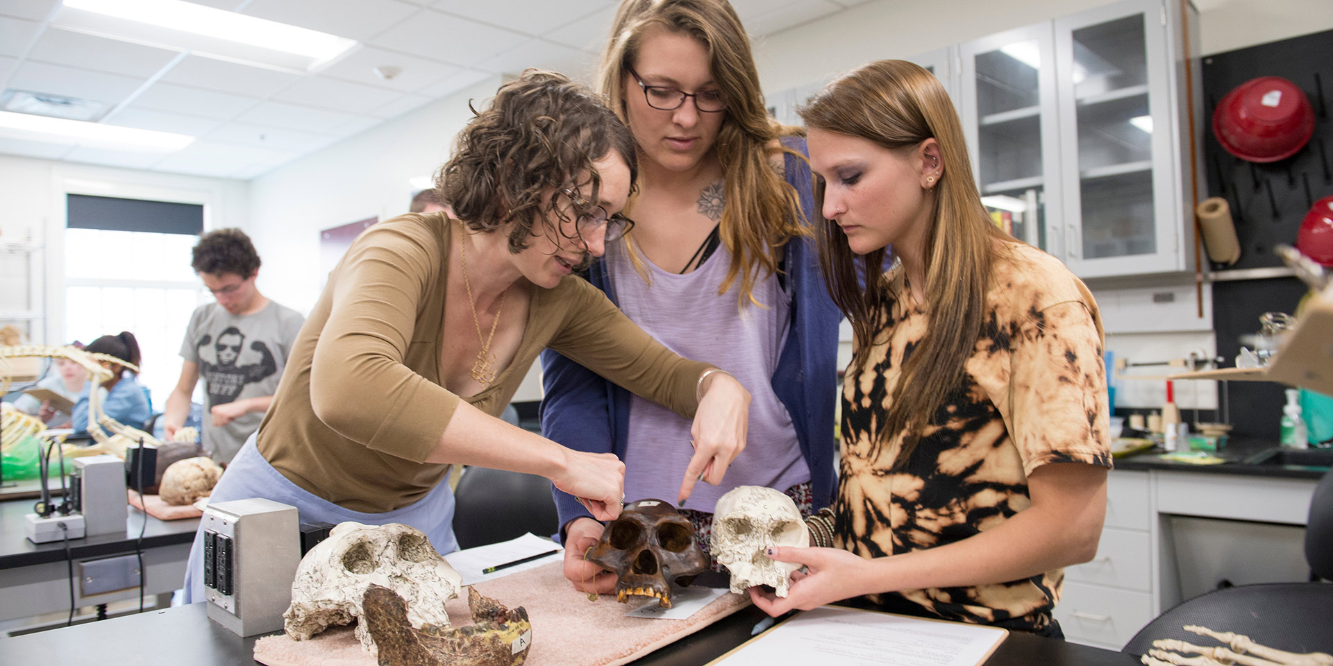 Three people examining skulls