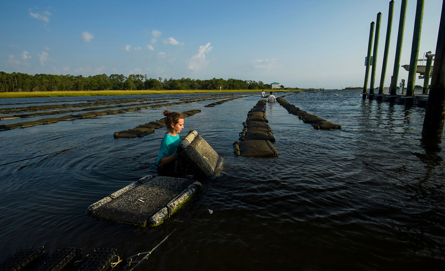 student working in an artificial oyster bed in the Atlantic Intracoastal Waterway 