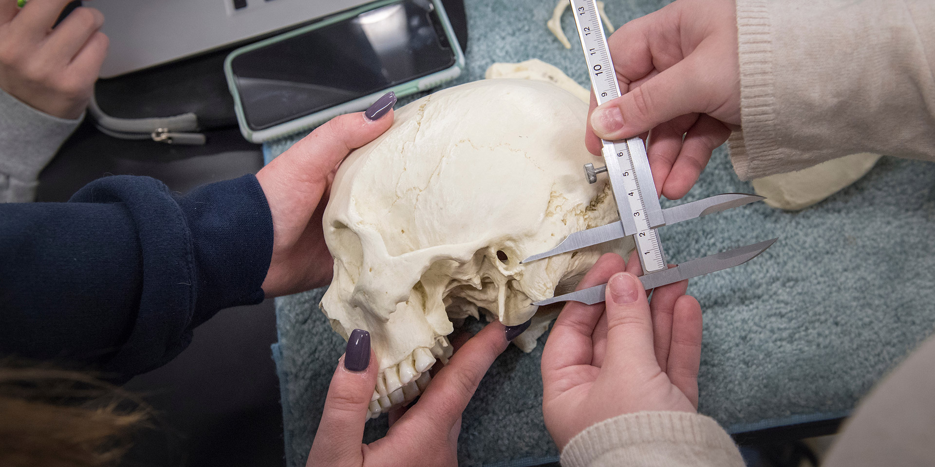 Students holding and measuring a human skull