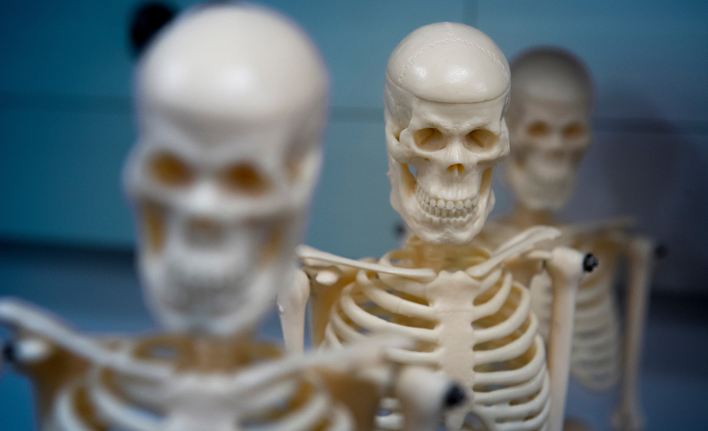 several skeletal models 