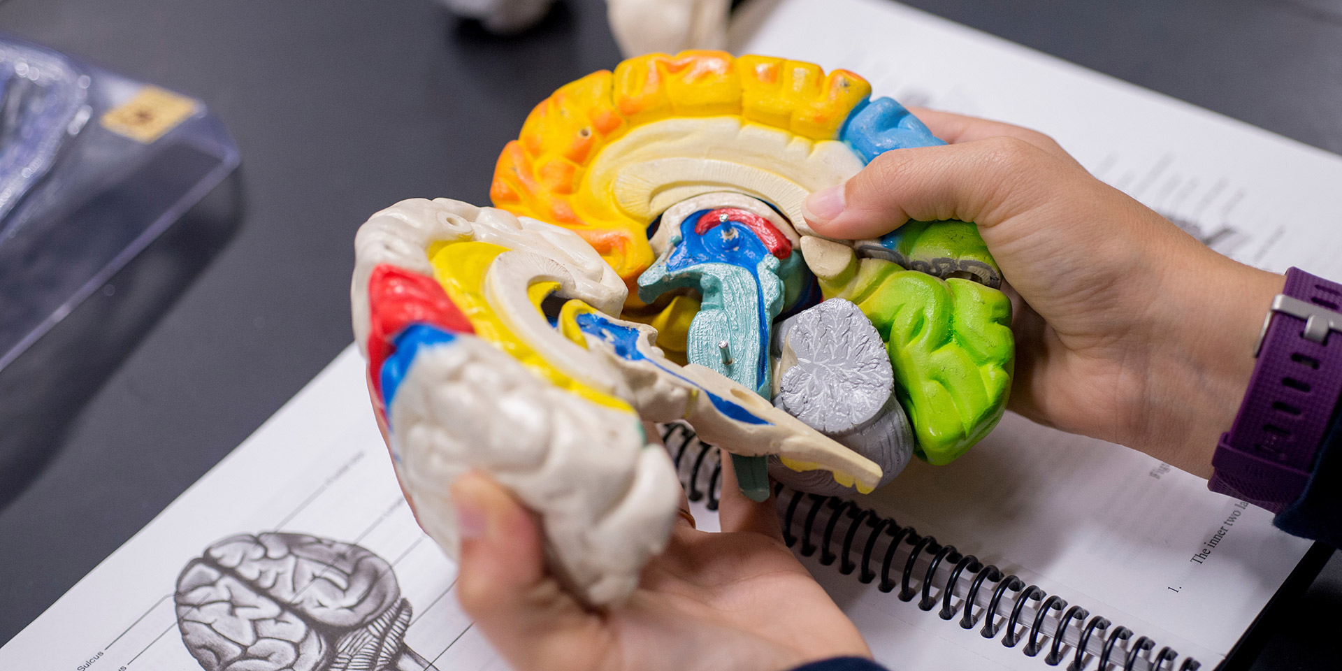 A close-up of model of a brain being opened