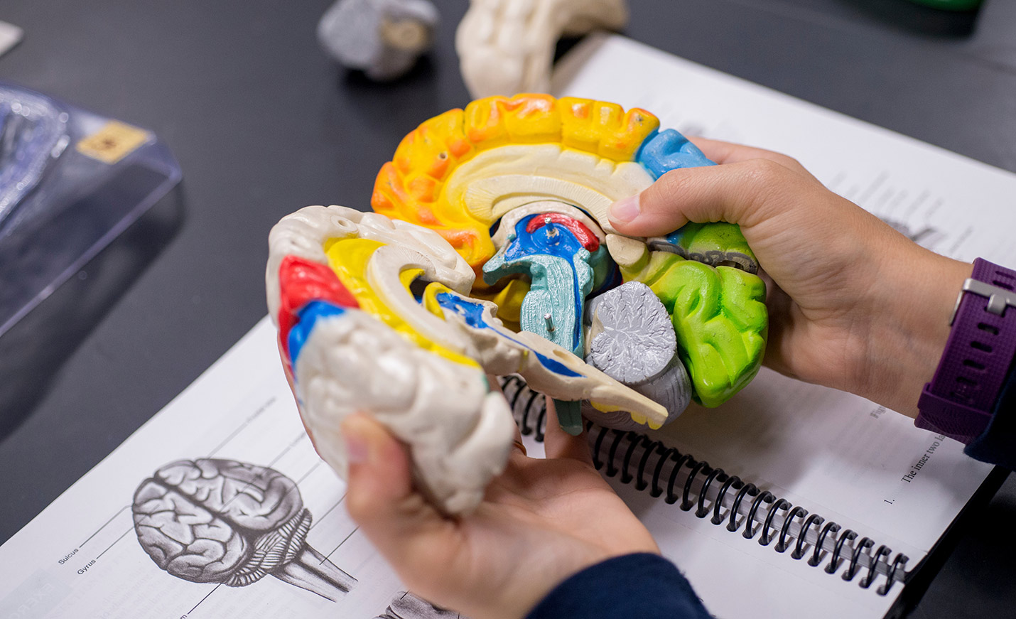 A pair of hands holds a model of the human brain, opened to show a cross section