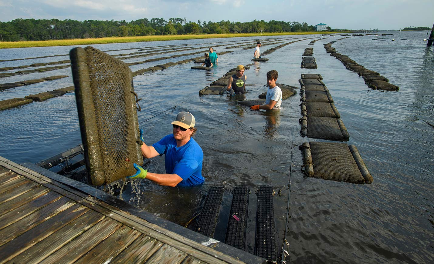 Several students check on oyster beds in Masonboro Sound with water up to their waists