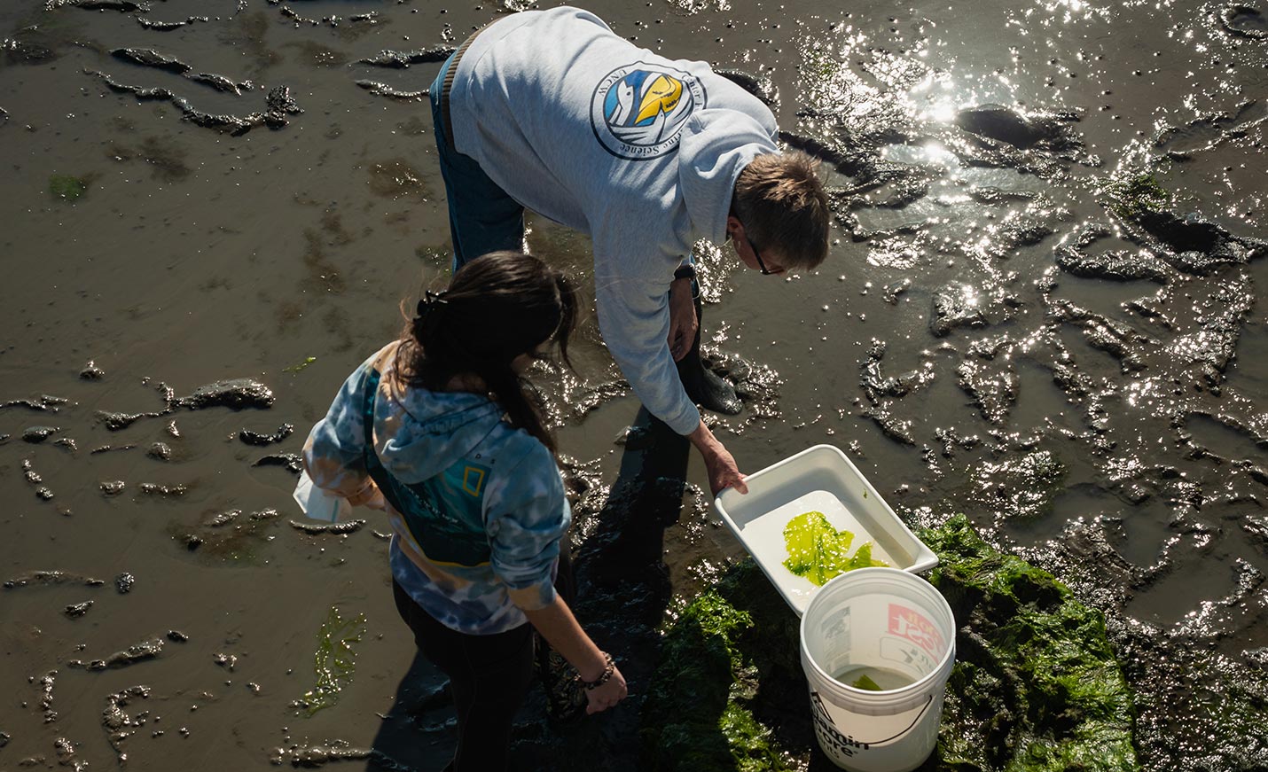 Students look at algae in a muddy area near the water