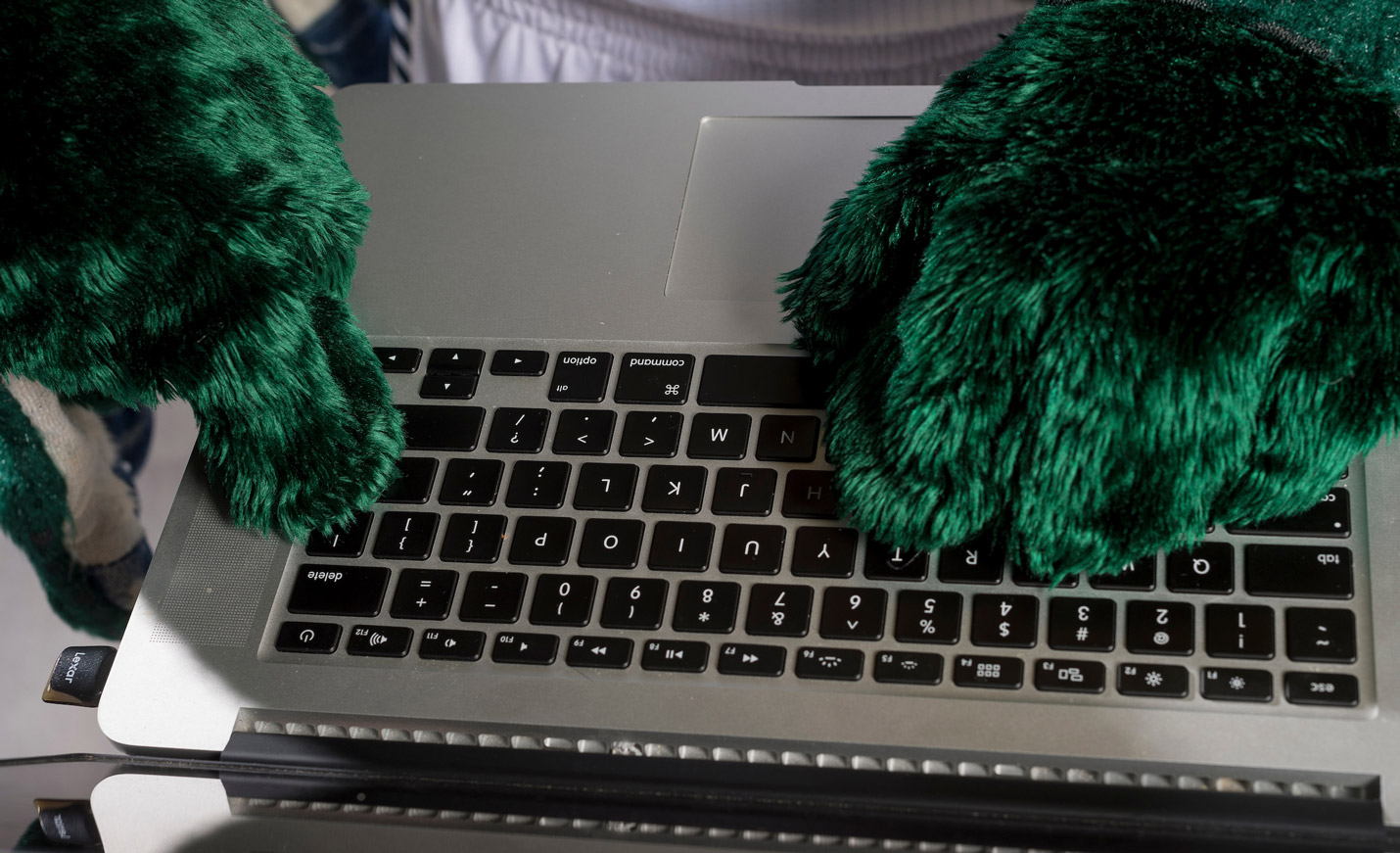 Our mascot, Sammy Seahawk typing on a laptop