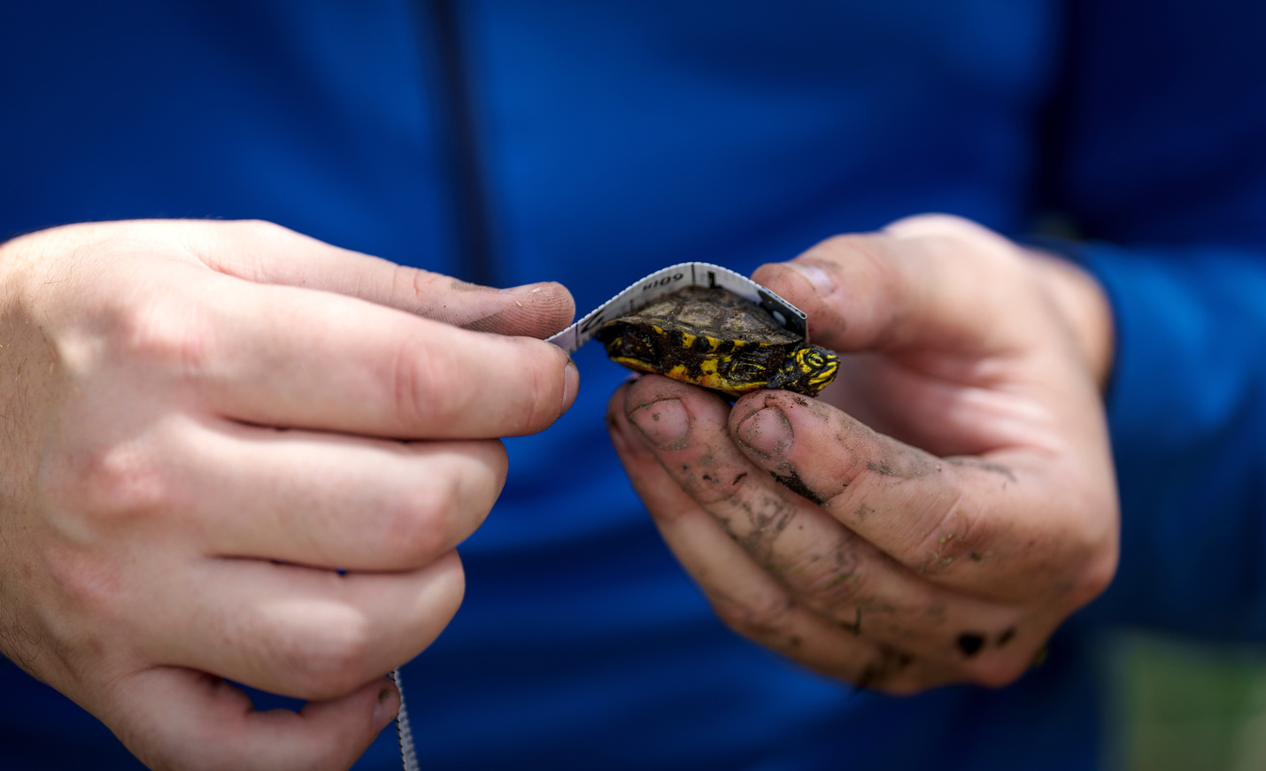 Measuring Turtle