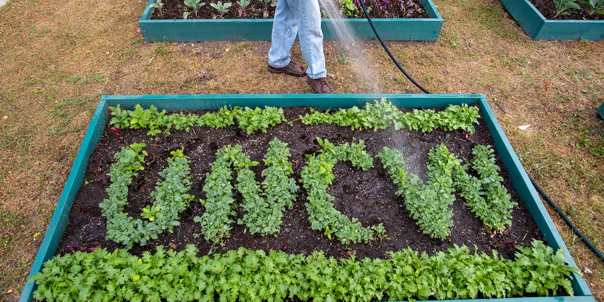 a person off campus watering plants in the shape of “UNCW”