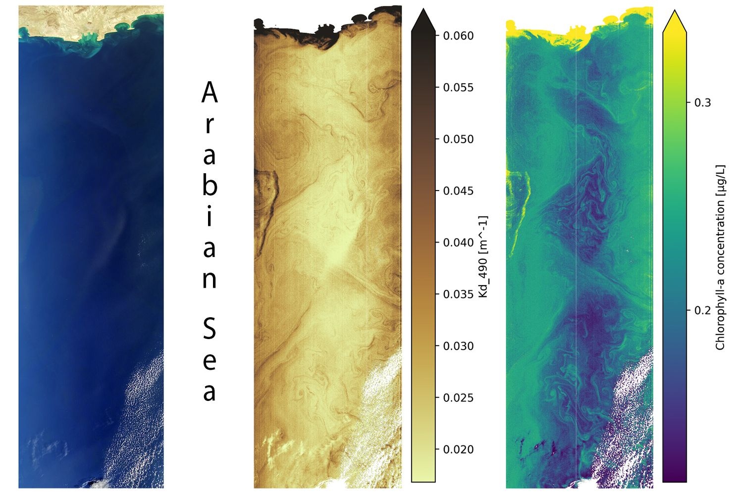 Arabian Sea Chlorophyll image from space