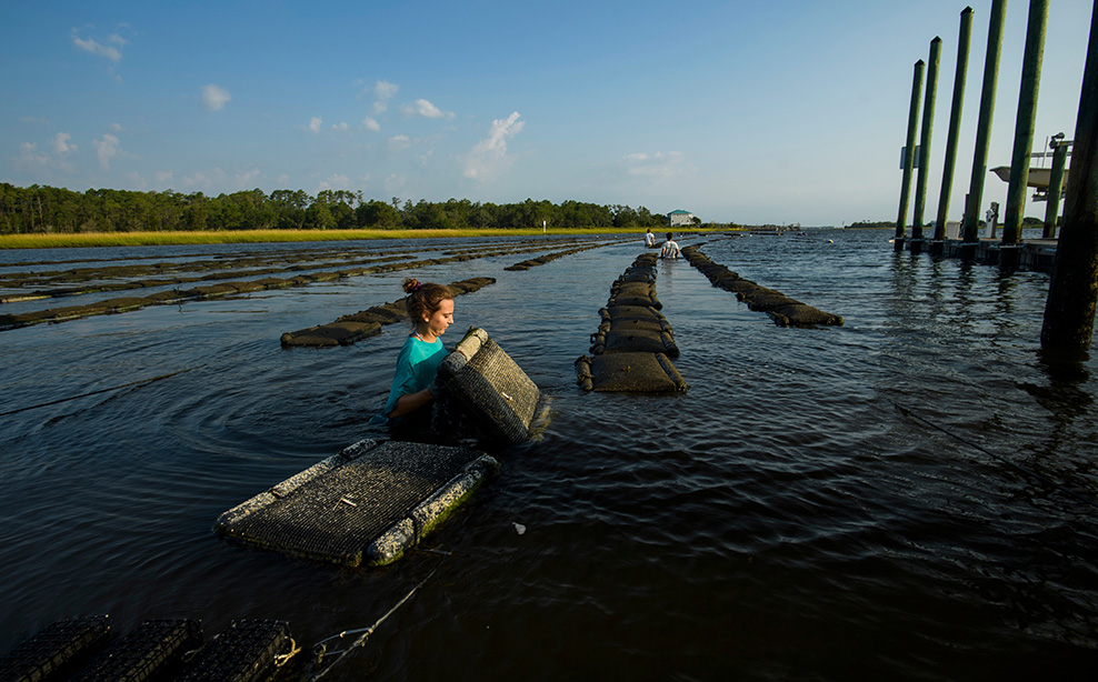 a person works on an artificial oyster bed