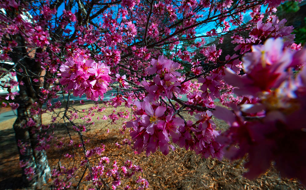 Cherry blossom tree on UNCW campus