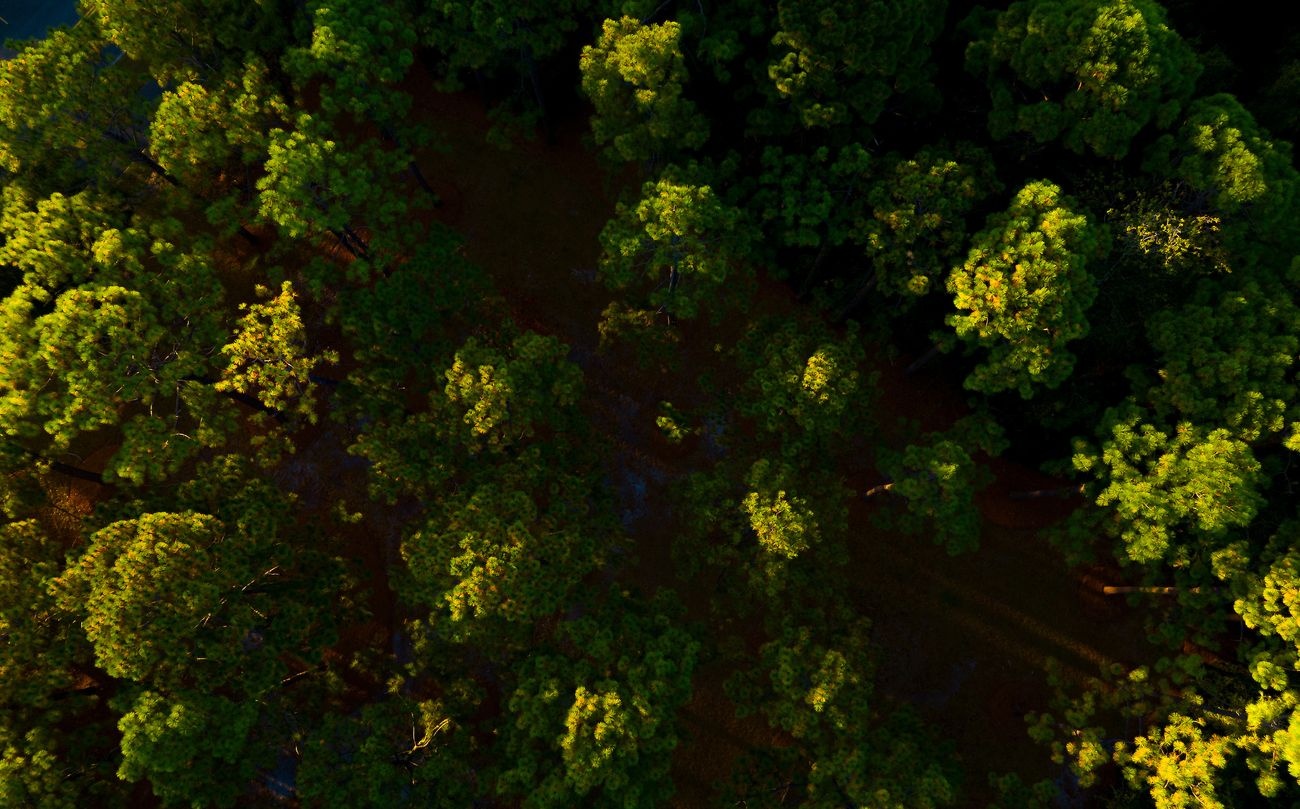 Aerial shot of the new campus disc golf course