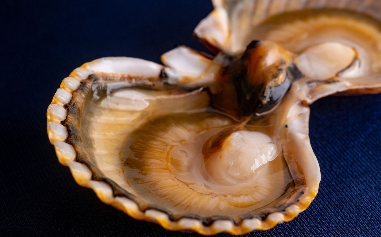 Scallop infected with trematodes