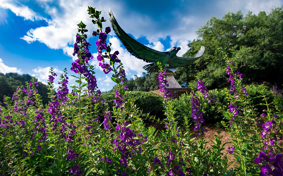 seahawk statue at the front of campus, surrounded by blooming purple flowers