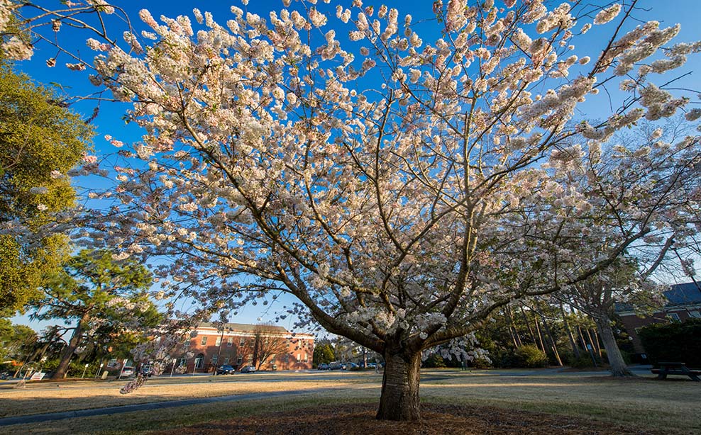 White blossoming tree on campus