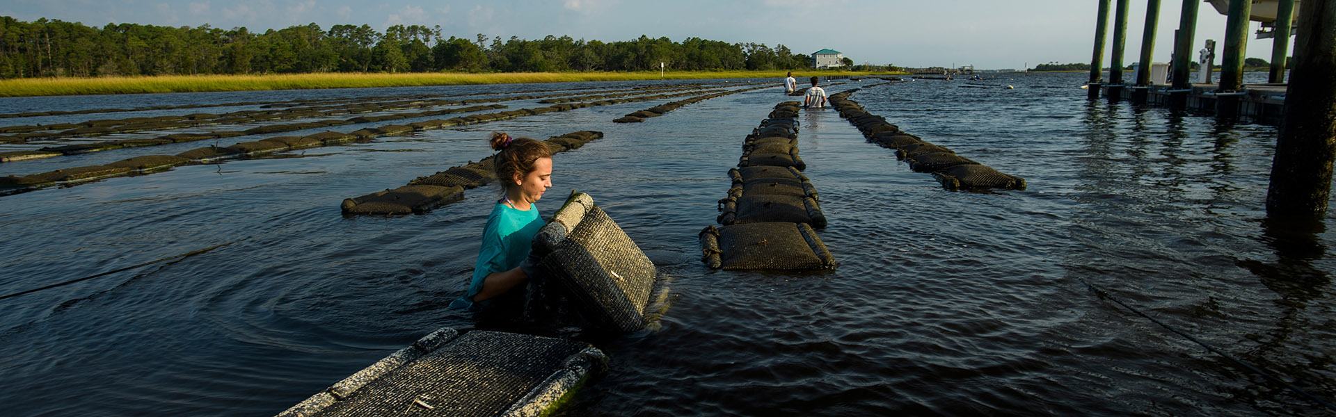 Artificial Oyster Beds