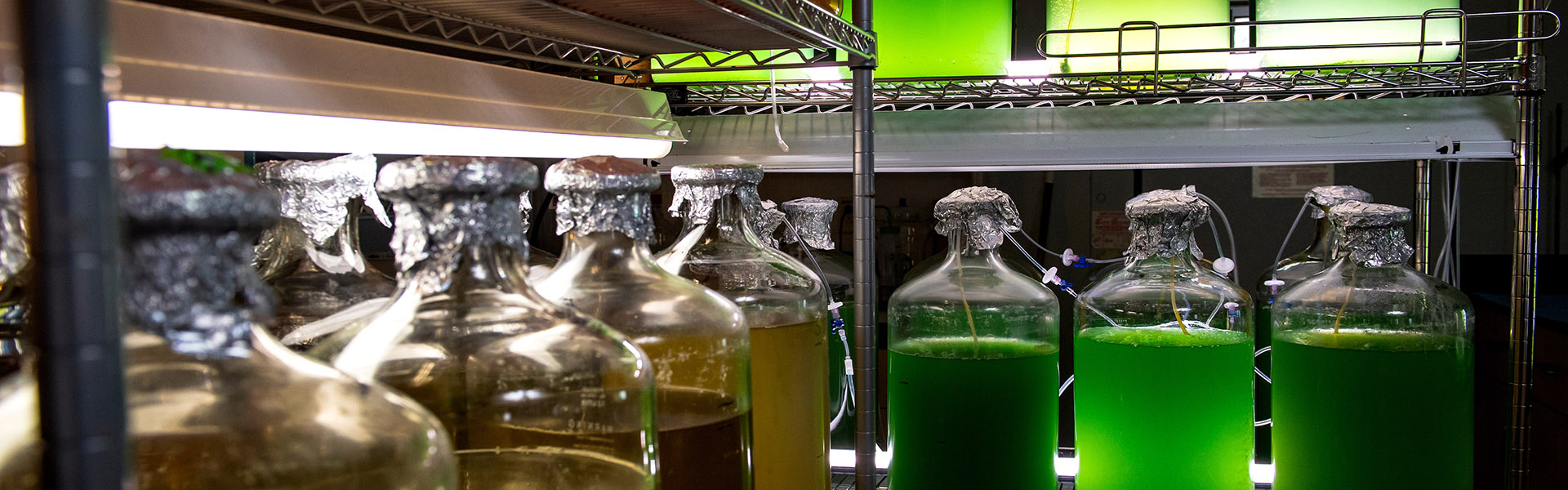 Foil-covered Canisters Growing Green Algae