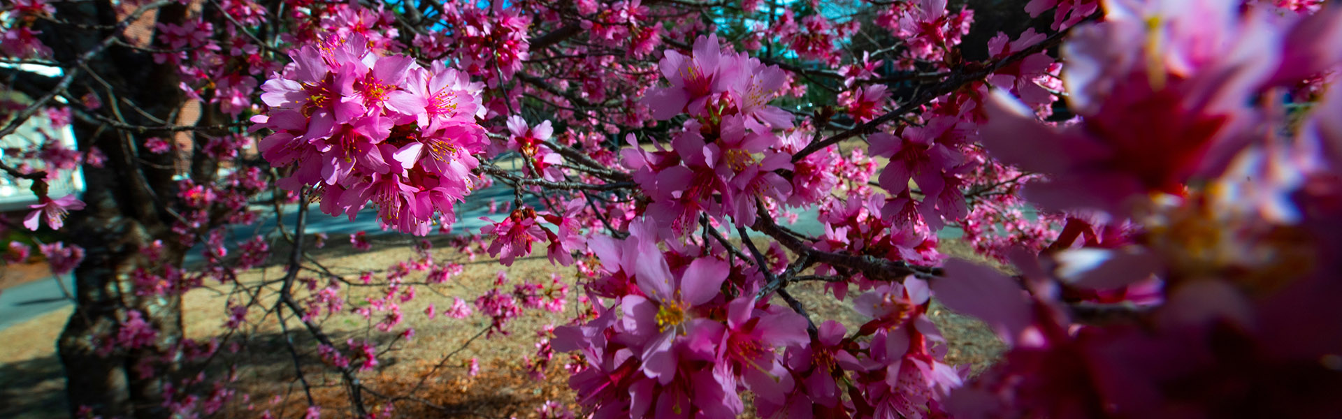 Cherry Blossom Trees