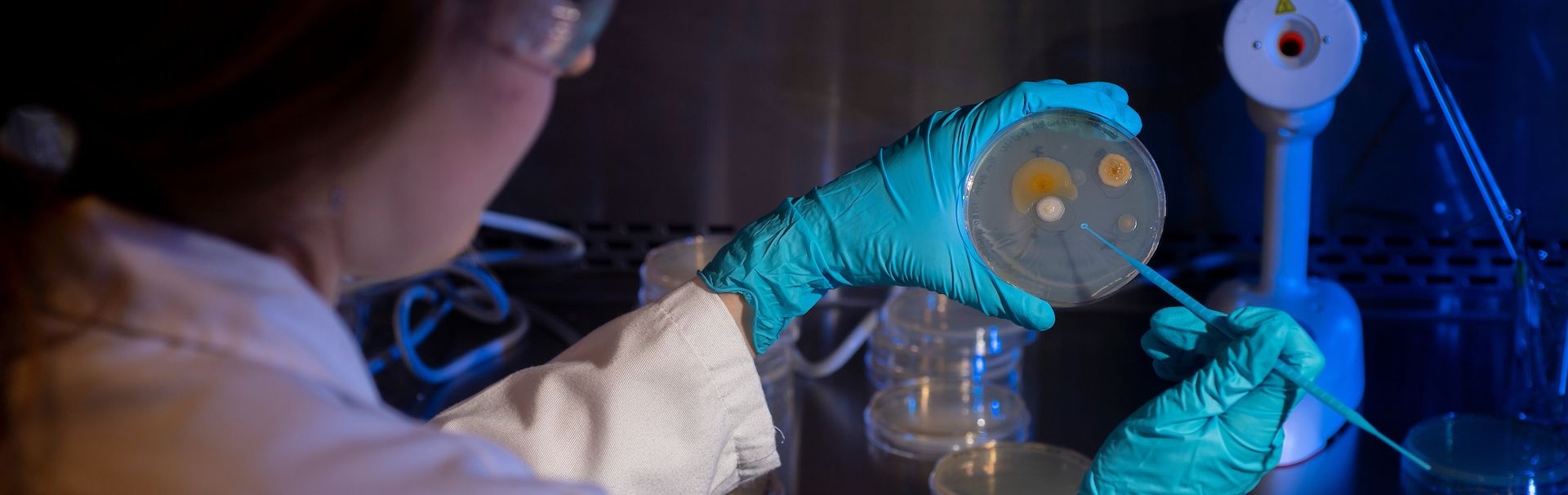 Scientist examining specimen in petri dish