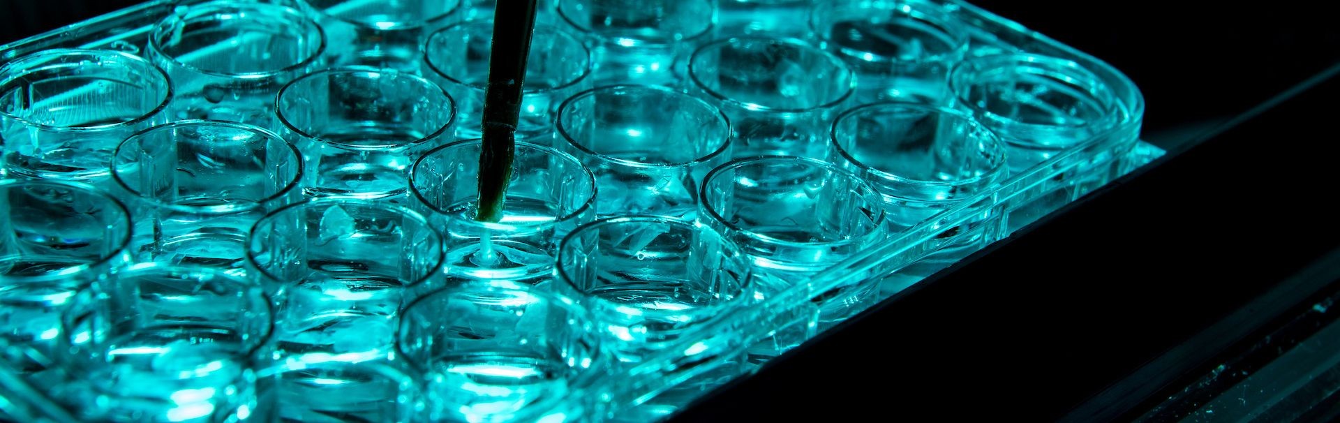Pipet in a sample dish that is glowing a light blue color