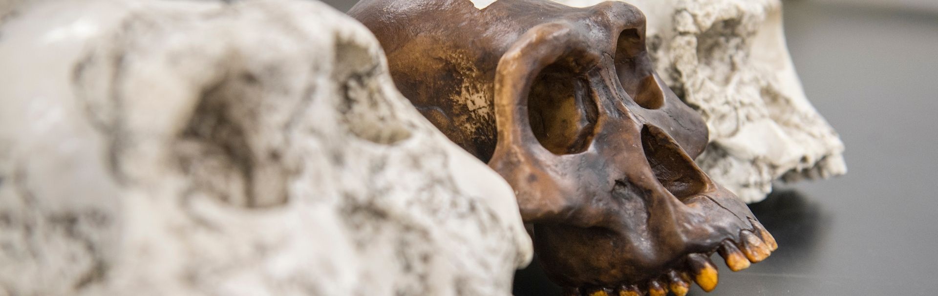 Skulls on a shelf