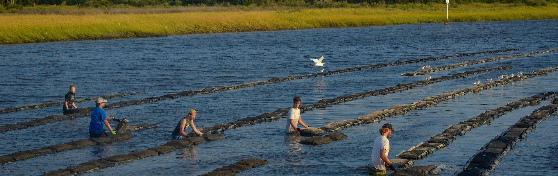 students checking oyster beds in the marsh