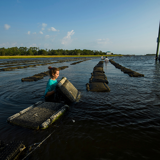 artificial oyster beds