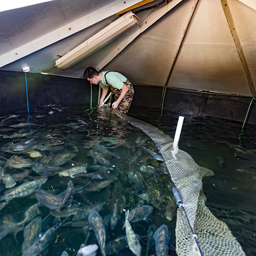 researcher checking fish tank at aquaculture center