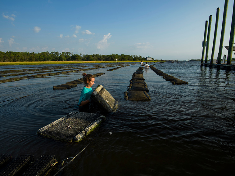 Researcher moving oyster beds at Center for Marine Science