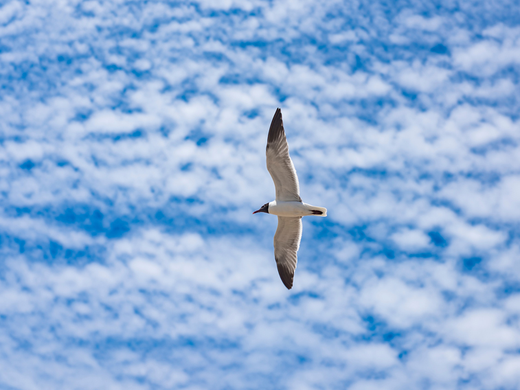 Seagull flying in the sky full of clouds