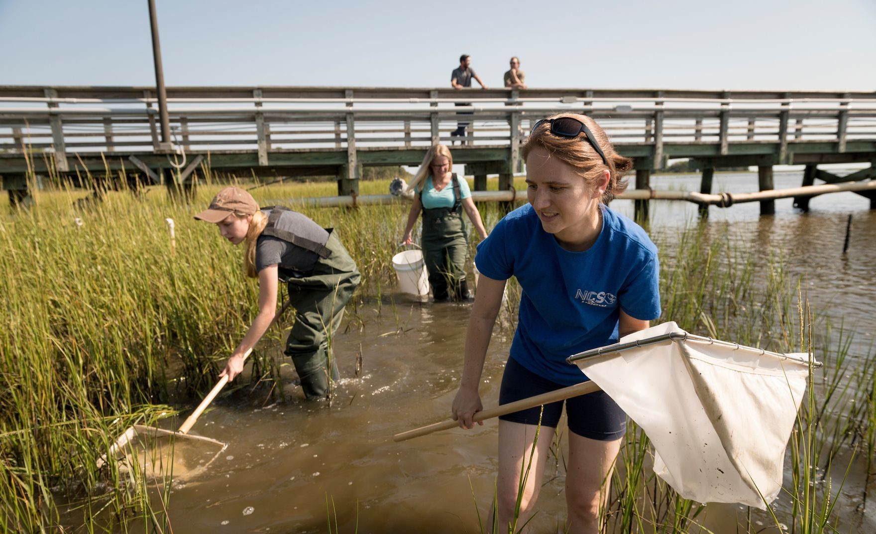 People with minnow nets walking around the marsh