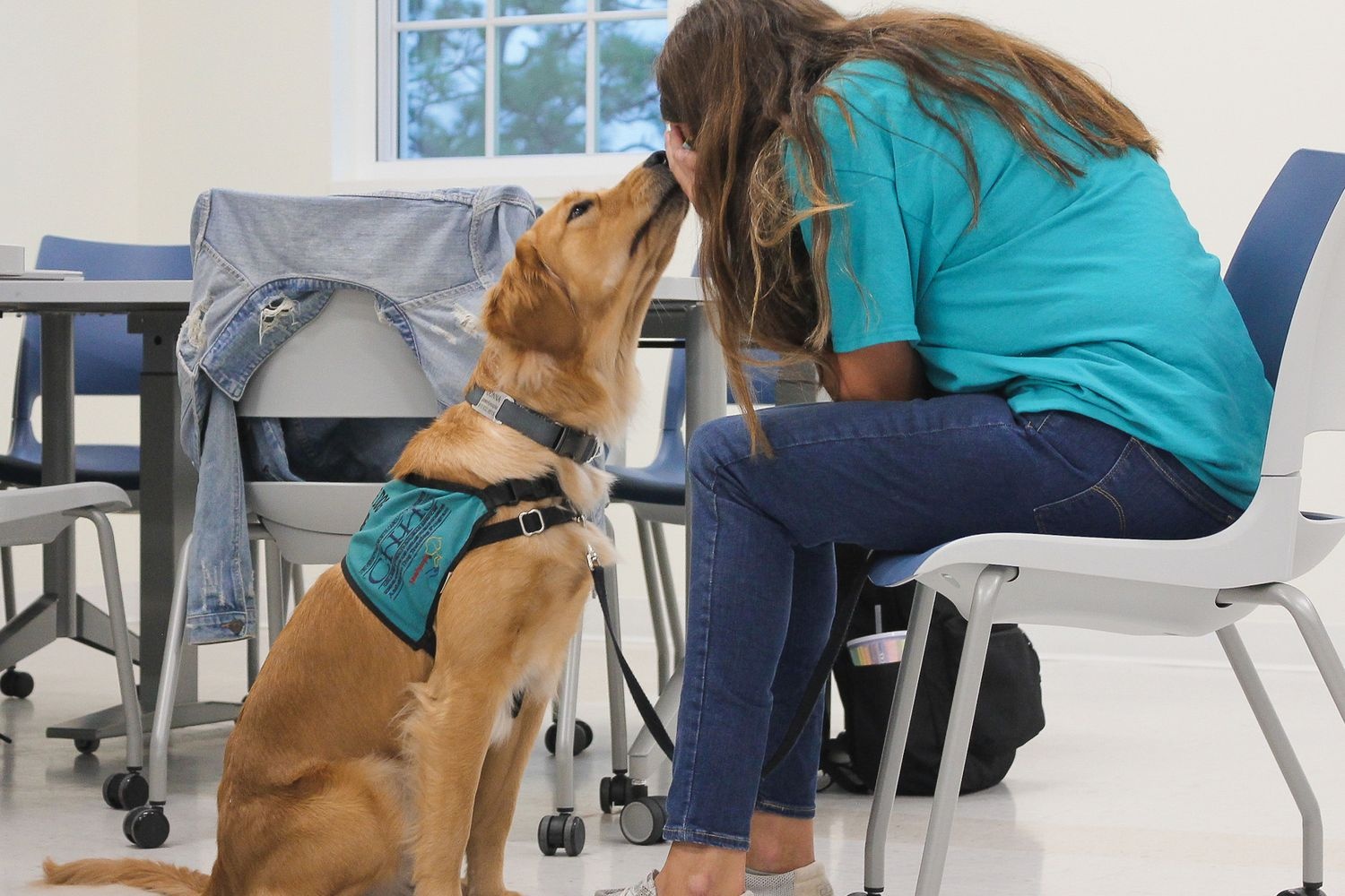 A paws4people service dog tries to comfort a student handler pretending to be crying by pushing her nose into the handler's face.