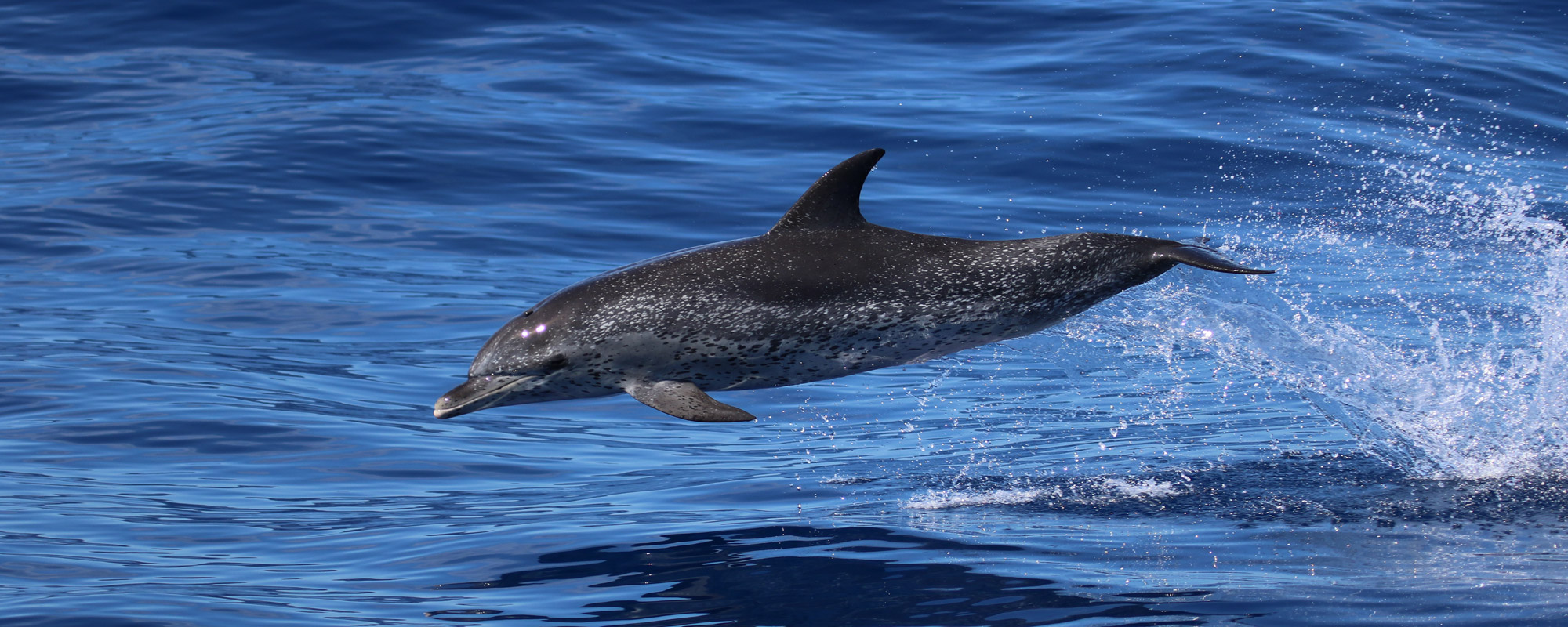 Spotted dolphin jumping in the ocean